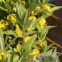 Lysimachia thyrsiflora GM P9