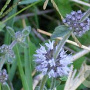 Mentha pulegium GM M19