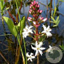 Menyanthes trifoliata GM P9