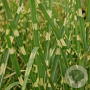Miscanthus sin. 'Zebrinus' GM P9
