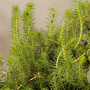 Myriophyllum crispatum GM plug