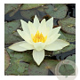 Nymphaea 'Helvola' GM M23