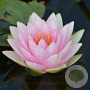 Nymphaea 'Madame Wilfron Gonnère' GM M19