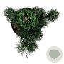 Pinus nigra 'Oregon Green' 40-50 cm P21