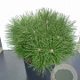 Pinus nigra 'Pierrick Bregeon' halfstam cont. 80L