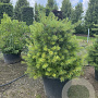 Pinus strobus 80-100 cm 20L