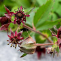 Potentilla palustris GM plug