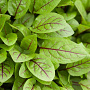Rumex sanguineus GM M23