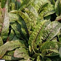 Rumex sanguineus GM P9