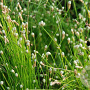 Scirpus cernuus GM M23