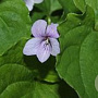 Viola palustris GM P9