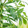 Fraxinus e. 'Westhof's Glorie' 12-14 HO draadkluit