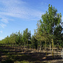 Fraxinus pen. 'Summit' 20-25 HO draadkluit