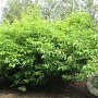 Halesia carolina 200-250 cm draadkluit meerstammig 160-180 cm diameter
