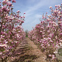 Magnolia 'Susan' 250-300 cm draadkluit meerstammig 350-400 diameter