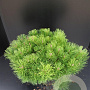 Pinus mugo mugo 50-60 cm 10L