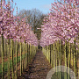 Prunus 'Accolade' 12-14 HO draadkluit