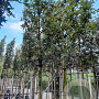 Quercus ilex 8-10 HO container