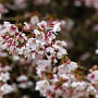 Prunus incisa 'Kojou-no-mai' 125-150 cm cont. 80L