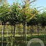 Zelkova serrata 12-14 HO draadkluit
