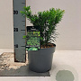 Taxus b. 'Repandens' 20-25 cm 2,0L