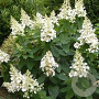 Hydrangea pan. 'Kyushu' 30-40 cm 3,0L