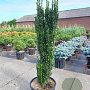 Ilex crenata 'Fastigiata' 60-80 cm 5,0L