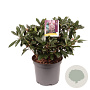 Skimmia j. 'Rubella' 30-40 cm 10L
