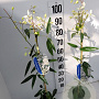 Clematis arm. 'Snowdrift' 80-100 cm 2,5L
