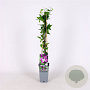 Clematis viticella 70 cm 2,0L
