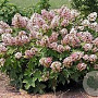 Hydrangea querc. 'Munchkin' GM 1.5