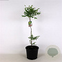 Koelreuteria paniculata 100-125 cm 7,5L