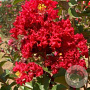 Lagerstroemia Dynabite 125-150 cm 12L