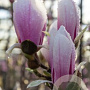 Magnolia soul. 'Superba' 100-125 cm 12L