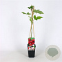Rubus idaeus 'Autumn Bliss' 70 cm 2,0L
