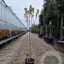 Syringa v. 'Charles Joly' 125-150 cm 12L