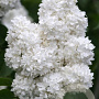 Syringa v. 'Souv. d'Alice Harding' 80-100 cm 12L kegel