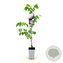 Wisteria sinensis 'Prolific' 80-100 cm 2,5L