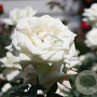 Rosa (P) 'Alaska' 200-250 cm 20L 3 stok