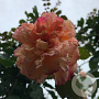 Rosa (K) 'Aloha' 200-250 cm 20L 3 stok