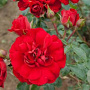 Rosa (K) Amadeus 200-250 cm 20L 3 stok