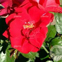 Rosa (K) Blaze Superior 200-250 cm 20L 3 stok