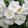 Rosa (K) 'Bobbie James' 200-250 cm 20L 3 stok