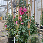 Rosa (K) Heidetraum PLUS 200-250 cm 20L 3 stok