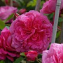 Rosa (K) Laguna 200-250 cm 20L 3 stok