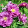 Rosa (P) Rhapsody in Blue 200-250 cm 20L 3 stok