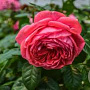 Rosa (K) Rosanna 200-250 cm 20L 3 stok