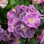 Rosa (K) 'Veilchenblau' 200-250 cm 20L 3 stok