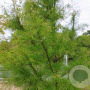 Taxodium dist. 'Nutans' 200-250 cm cont. 110L geveerd