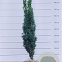 Taxus b. 'Fastigiata Robusta' 80-90 cm met kluit